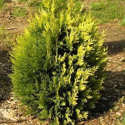 Туя КОППЕР ГОЛД западная  Туя КОППЕР ГОЛД западная в Кургане