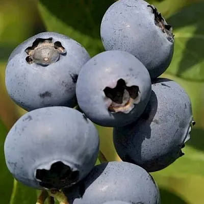 Голубика ЧАНДЛЕР в Кургане