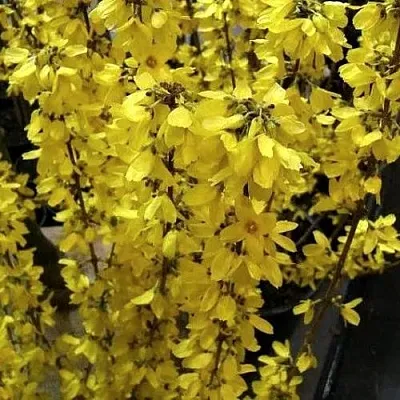 Форзиция ГОЛДРАУШ  Форзиция ГОЛДРАУШ в Кургане