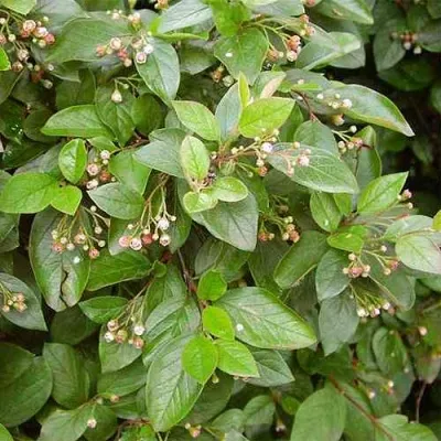 Кизильник блестящий в Кургане