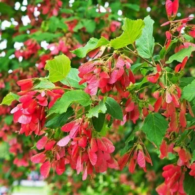 Клен татарский — описание сорта Клен татарский в Кургане