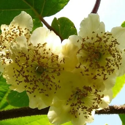 Актинидия АТЛАС (МУЖСКОЙ) в Кургане