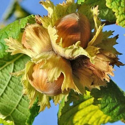 Фундук ТОНДА РОМАНА в Кургане