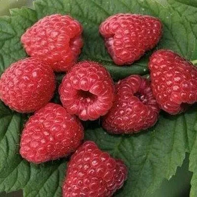 Малина ЗЮГАНА  Малина ЗЮГАНА в Кургане