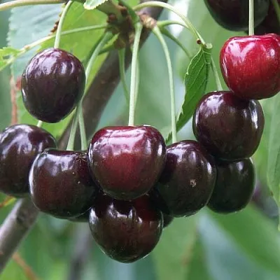 Черешня ЛЮБИМИЦА АСТАХОВА  Черешня ЛЮБИМИЦА АСТАХОВА в Кургане