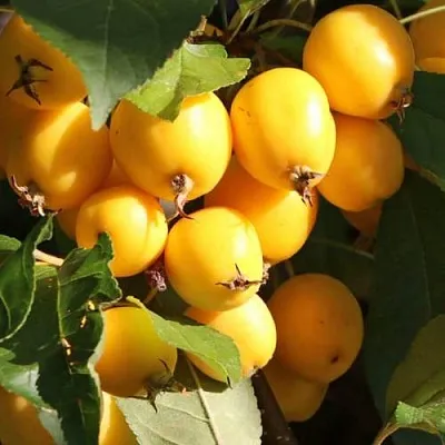 Яблоня ГОЛДЕН ХОРНЕТ декоративная  Яблоня ГОЛДЕН ХОРНЕТ декоративная в Кургане