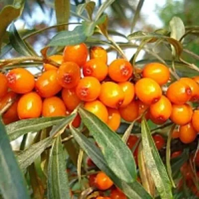 Облепиха БОТАНИЧЕСКАЯ в Кургане