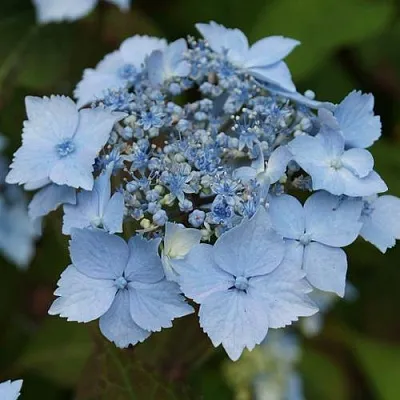 Гортензия БЛЮ ДЕКЛ пильчатая  Гортензия БЛЮ ДЕКЛ пильчатая в Кургане
