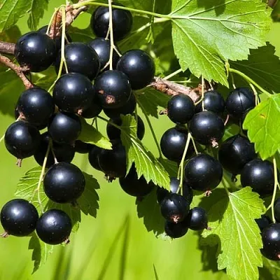 Смородина чёрная БЕЛОРУССКАЯ СЛАДКАЯ в Кургане