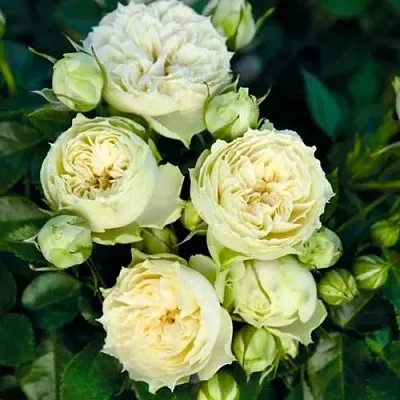 Саженцы роз БЛАНШЕТТ спрей  Саженцы роз БЛАНШЕТТ спрей в Кургане