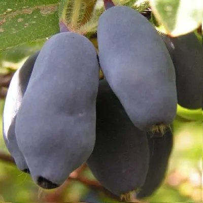 Жимолость съедобная КРУПНОПЛОДНАЯ  Жимолость съедобная КРУПНОПЛОДНАЯ в Кургане