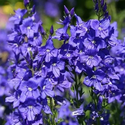 Вероника австрийская в Кургане