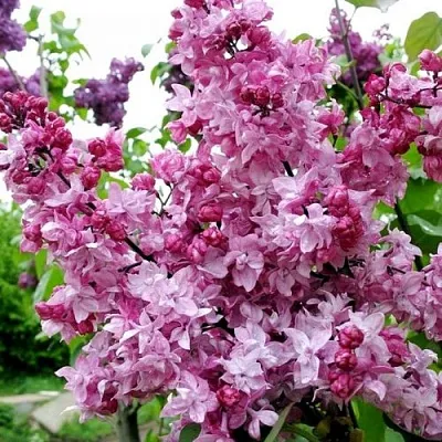 Сирень ОЛИМПИАДА КОЛЕСНИКОВА  Сирень ОЛИМПИАДА КОЛЕСНИКОВА в Кургане