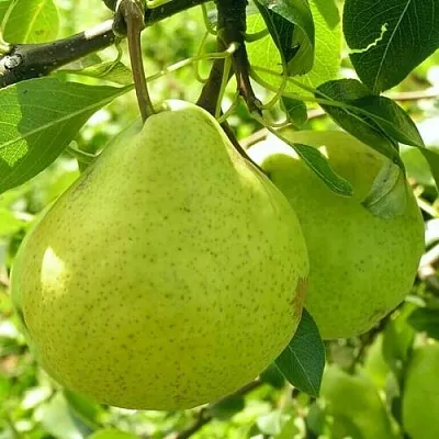 Груша ДАЛИКОР колонновидная  Груша ДАЛИКОР колонновидная в Кургане