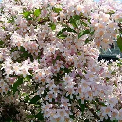 Кольквиция прелестная в Кургане