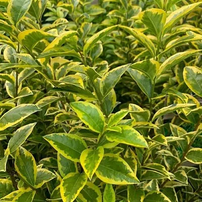 Бирючина АУРЕУМ овальнолистная в Кургане