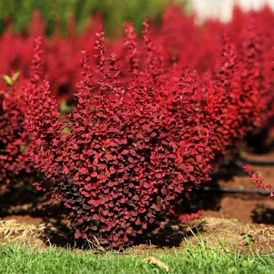 Барбарис ОРАНЖ РОКЕТ тунберга в Кургане