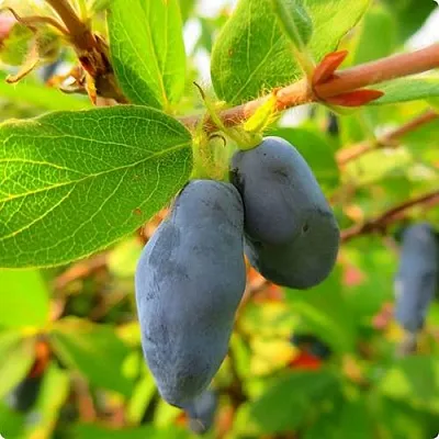 Жимолость съедобная БОРЕАЛ БЛИЗЗАРД (СЕВЕРНАЯ МЕТЕЛЬ)  Жимолость съедобная БОРЕАЛ БЛИЗЗАРД (СЕВЕРНАЯ МЕТЕЛЬ) в Кургане