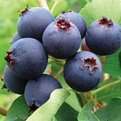 Ирга  Ирга в Кургане