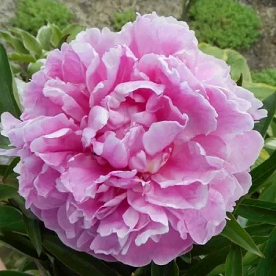 Пион РИМ травянистый  Пион РИМ травянистый в Кургане