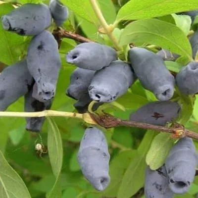 Жимолость съедобная РОКСАНА  Жимолость съедобная РОКСАНА в Кургане