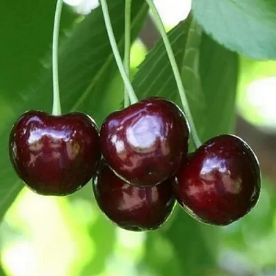 Черешня ЛЕНИНГРАДСКАЯ ЧЁРНАЯ  Черешня ЛЕНИНГРАДСКАЯ ЧЁРНАЯ в Кургане