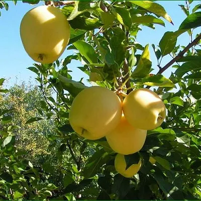 Яблоня ГОЛДЕН МИЛЛЕНИУМ  Яблоня ГОЛДЕН МИЛЛЕНИУМ в Кургане