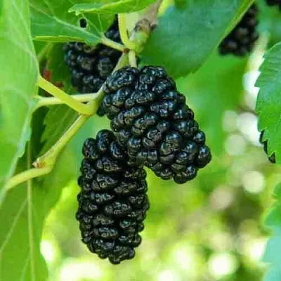 Шелковица  Шелковица в Кургане