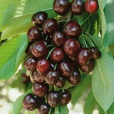 Черешня РЕВНА  Черешня РЕВНА в Кургане