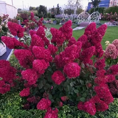 Гортензия САМАРСКАЯ ЛИДИЯ метельчатая  Гортензия САМАРСКАЯ ЛИДИЯ метельчатая в Кургане