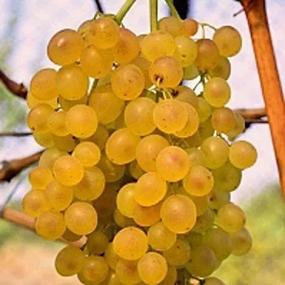 Виноград КИШМИШ КОКТЕЙЛЬ  Виноград КИШМИШ КОКТЕЙЛЬ в Кургане