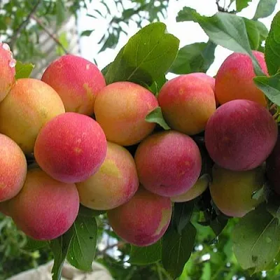 Слива СКОРОПЛОДНАЯ  Слива СКОРОПЛОДНАЯ в Кургане