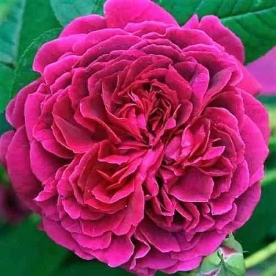 Саженцы роз ВИЛЬЯМ ШЕКСПИР английская  Саженцы роз ВИЛЬЯМ ШЕКСПИР английская в Кургане