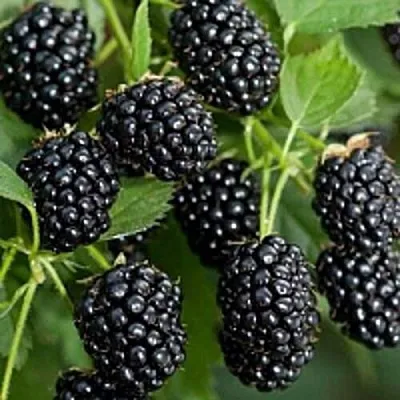 Бесшипная  Бесшипная в Кургане