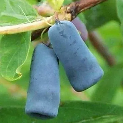 Жимолость съедобная ЗИНРИ  Жимолость съедобная ЗИНРИ в Кургане