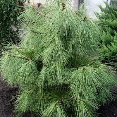 Сосна желтая   Сосна желтая  в Кургане