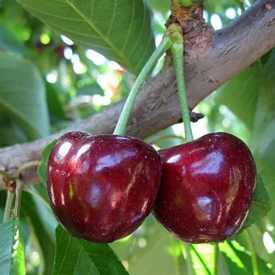 Черешня СЮБАРОВСКАЯ  Черешня СЮБАРОВСКАЯ в Кургане