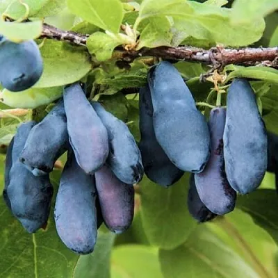 Жимолость съедобная СИБИРЯЧКА  Жимолость съедобная СИБИРЯЧКА в Кургане