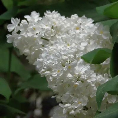 Сирень РУССКИЙ СЕВЕР  Сирень РУССКИЙ СЕВЕР в Кургане