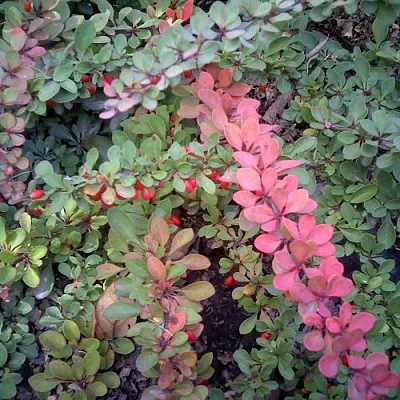 Барбарис ГРИН КАРПЕТ тунберга в Кургане