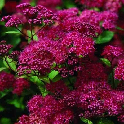 Спирея АНТОНИ ВАТЕРЕР японская  Спирея АНТОНИ ВАТЕРЕР японская в Кургане