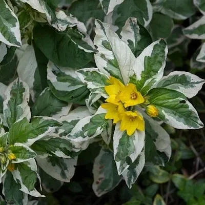 Вербейник АЛЕКСАНДР точечный в Кургане