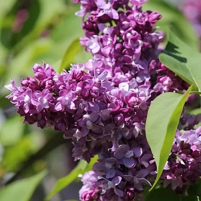 Сирень ИЗОБИЛИЕ  Сирень ИЗОБИЛИЕ в Кургане