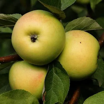 Яблоня ДАНИЛА  Яблоня ДАНИЛА в Кургане