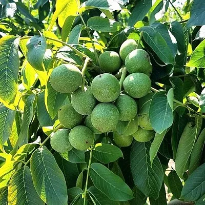 Грецкий орех  ИЗЯЩНЫЙ в Кургане