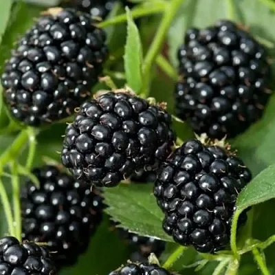 Ежевика ТРИПЛ КРАУН бесшипная  Ежевика ТРИПЛ КРАУН бесшипная в Кургане