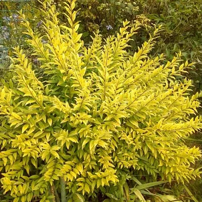 Бирючина АУРЕА обыкновенная в Кургане