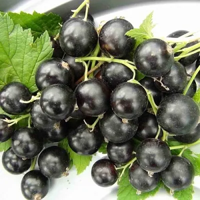 Смородина черная ТИТАНИЯ в Кургане