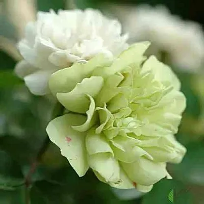 Саженцы роз ГРИН АЙС миниатюрная  Саженцы роз ГРИН АЙС миниатюрная в Кургане