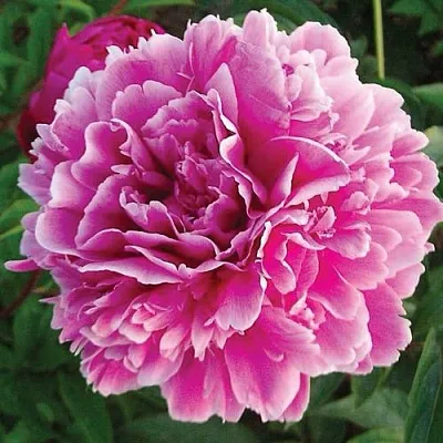 Пион ПУРПУРНАЯ ФЕЕРИЯ травянистый  Пион ПУРПУРНАЯ ФЕЕРИЯ травянистый в Кургане